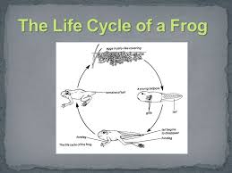 Featuring over 42,000,000 stock photos, vector clip art images, clipart pictures, background graphics and clipart graphic images. The Life Cycle Of A Frog Arthur S Biology Clipart Photographer 2012 Life Cycle Of The Frog Print Ppt Video Online Download