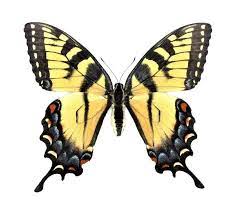 One Real Butterfly Yellow Papilio Glaucus Tiger Swallowtail Etsy Yellow Butterfly Tattoo Tiger Butterfly Tattoo Black Butterfly
