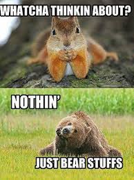 Silly Animals Funny Animal Pictures Cute Animals Funny Animals