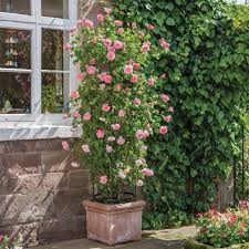 Large cupped blooms are formed in pretty tones of pastel apricot, lemon and cream. English Rose Climbers David Austin Roses