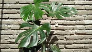 Tips Merawat Monstera Dengan Memulai Hidup Minim Sampah Tidak By Gumi Bamboo Medium
