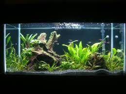 This quality polyethylene fresh water holding tank holds 31 gallons. New Fish Ideas For My 50 Gal Aquarium Advice Aquarium Forum Community