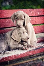 weimaraner puppies hundebabys hunde hunderassen