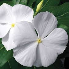 Image result for Catharanthus roseus