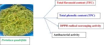 Image result for Englerina woodfordioides