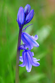 Pin On Flowers