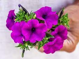 Wild Violet Petunia Pelleted Petunias Petunia Flower Flower Seeds