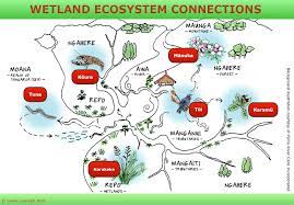 Check spelling or type a new query. Wetland Ecosystem Connections Science Learning Hub