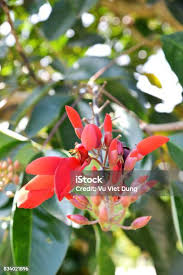 Image result for Erythrina fusca