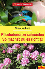 Rhododendron Pflege Selbst De Rhododendron Pflege Rhododendron Schneiden Pflanzen Pflege