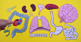 These are the brain, heart, kidneys, liver and lungs. Free Printable Life Size Organs For Studying Human Body Anatomy With Children Adventure In A Box