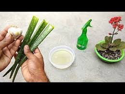 According to the latest information, insecticides of 300 species of insect species can be controlled from pesticides removed from neem leaves. How To Make Natural Pesticide Using Garlic And Aloe Vera Best Pesticide For Plants Youtube Pesticides For Plants Organic Pesticide Natural Pesticides
