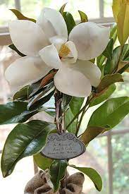 Memorial Gift Tree With Personalized And Meaningful Engraved Tree Tag Memory Funeralgifts Inlovingmemory Magnoliat Magnolia Trees Magnolia Flower Magnolia