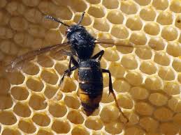 It is of concern as an invasive species in some other countries. Vespa Asiatica Onde Portugal Esta A Falhar Tvi24