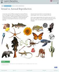 Sexual reproduction encourages greater quality in the genetic. The Dating Game Ciolfitto S Science 9