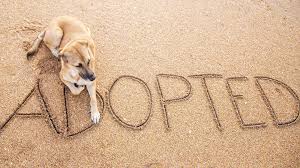 National puppy day is an unofficial holiday that takes place every year on march 23. National Rescue Dog Day Ways To Celebrate And Shelter Dog Facts