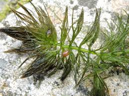 Image result for Ceratophyllum submersum