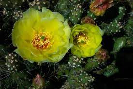 Katalog penempatan online besar dengan foto. Opuntia Fragilis