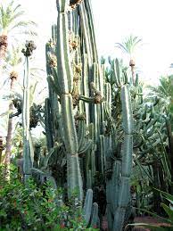 Cereus Plant Wikipedia