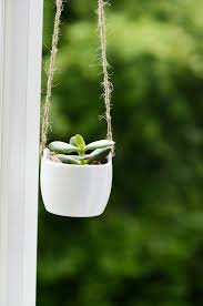 live succulent plant lucky jade plant tree in white ceramic hanging pot jade plants tiny plants planting succulents