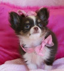 As you can see by the photos we only breed for the betterment of the chihuahua breed. Long Hair Chihuahua Breeder Near Me Cheap Buy Online