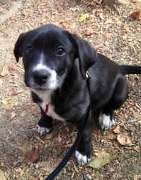 Black And White Border Collie Boxer Mix Drogba Border Collie Boxer Mix At Humane Society Fur Babies Humane Society Collie Mix