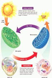 Maybe you would like to learn more about one of these? Photosynthesis Cell Respiration Fermentation Biology Stones Education Idea Fermentation Biology Cellular Respiration Photosynthesis And Cellular Respiration