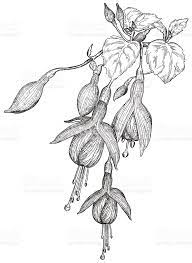 Vector Sketch Of Fuchsia Flowers Royalty Free Stock Vector Art Flower Sketches Flower Drawing Fuchsia Flowers