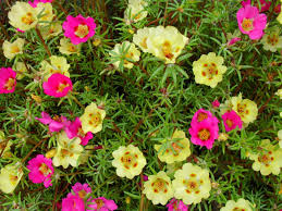 This will help the plant focus on producing roots rather. Portulaca Grandiflora Moss Rose World Of Succulents