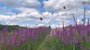 With its small blueprint, you can tuck meadow blazing star in almost anywhere. Prairie Moon Nursery Meadow Blazing Star Is A Monarch Magnet Facebook