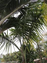 Image result for Gaussia maya