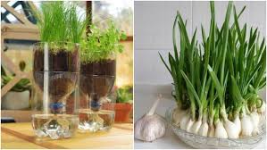 Cara membuat tanaman mint tumbuh rimbun dengan stek air. 6 Cara Menanam Bawang Putih Bisa Pakai Botol Bekas Atau Wadah Telur