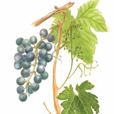 Image result for Vitis vinifera