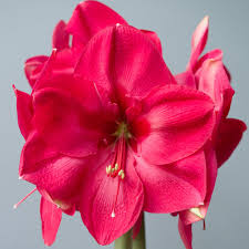 Check out all the stunning, prolific bulbs, perennials, ground covers and more on sale now at breck's! Amaryllis Bulbs Item 7076 Lagoon For Sale Colorblends
