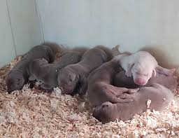 The end results are the most talented all our labrador retriever puppies carry a guarantee against hereditary defects and to have basic retrieving instincts. Lab Puppies Christmas Trees Michigan Scollon Family Farms