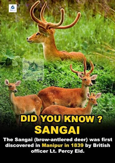 Blue - The Sangai (brow-antlered deer) was first discovered in Manipur in 1839 by British officer Lt. Percy Eld. #sangai #Manipur #stateanimal #keibullamjao | Facebook