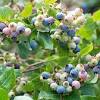 Some varieties are smaller and grow fruits really soon. 3