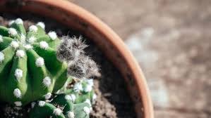 Image result for Hippocratea graciliflora