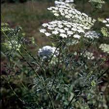 Photography Of Ammi Majus Download Scientific Diagram