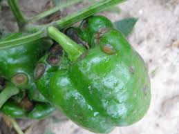 We did not find results for: Preventing Anthracnose In Peppers And Tomatoes Ohio Veggie Disease News