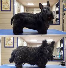 14 Best Scottish Terrier Haircuts For Dog Lovers The Paws Scottish Terrier Scottie Terrier Dog Haircuts
