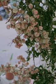 pin by floral vintage花藝風格店on 乾燥花材 plants grapes floral