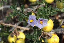 Image result for Solanum linneanum