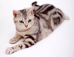 Itu semua tak lepas dari sifat kucing yang ramah dan mudah bergaul dengan. 6 Jenis Kucing Yang Sesuai Dengan Personaliti Anda Sentiasa Panas