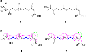 Image result for Lettowianthus stellatus