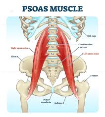 This muscle is located partly on the posterior wall of the pelvis minor and partly posterior to the hip joint. Pin On Health And Medicine Illustrated