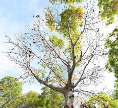 Image result for Sterculia quinqueloba