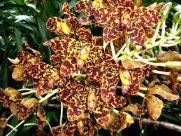 The Tiger Orchid In Bloom At The Jawaharlal Nehru Tropical Botanic Garden And Research Institute At Palode Near Thiruva Orchids All About Plants Orchid Flower