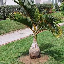 Hyophorbe Lagenicaulis Bottle Palm In 2021 Foxtail Palm Tree Palm Trees Landscaping Palm Trees