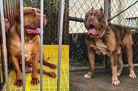 Chó pitbull tấn công gia chủ, 4 người nhập viện
